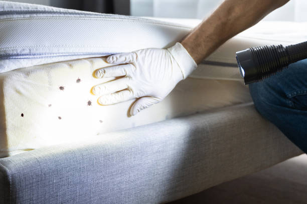 Best Pest Removal Services  in Stanley, VA